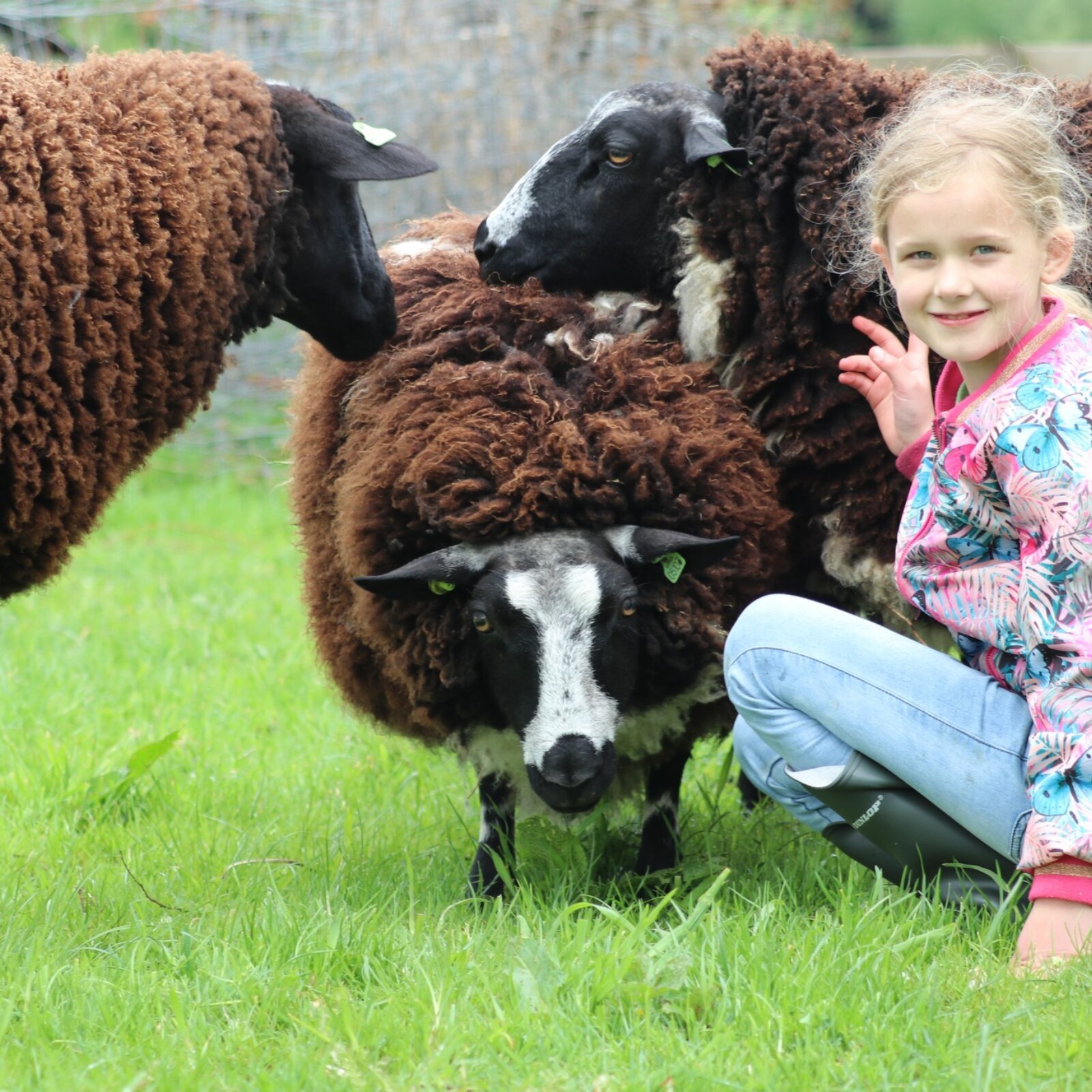 Degoudse Hofstenen Petting Zoo, Gouda