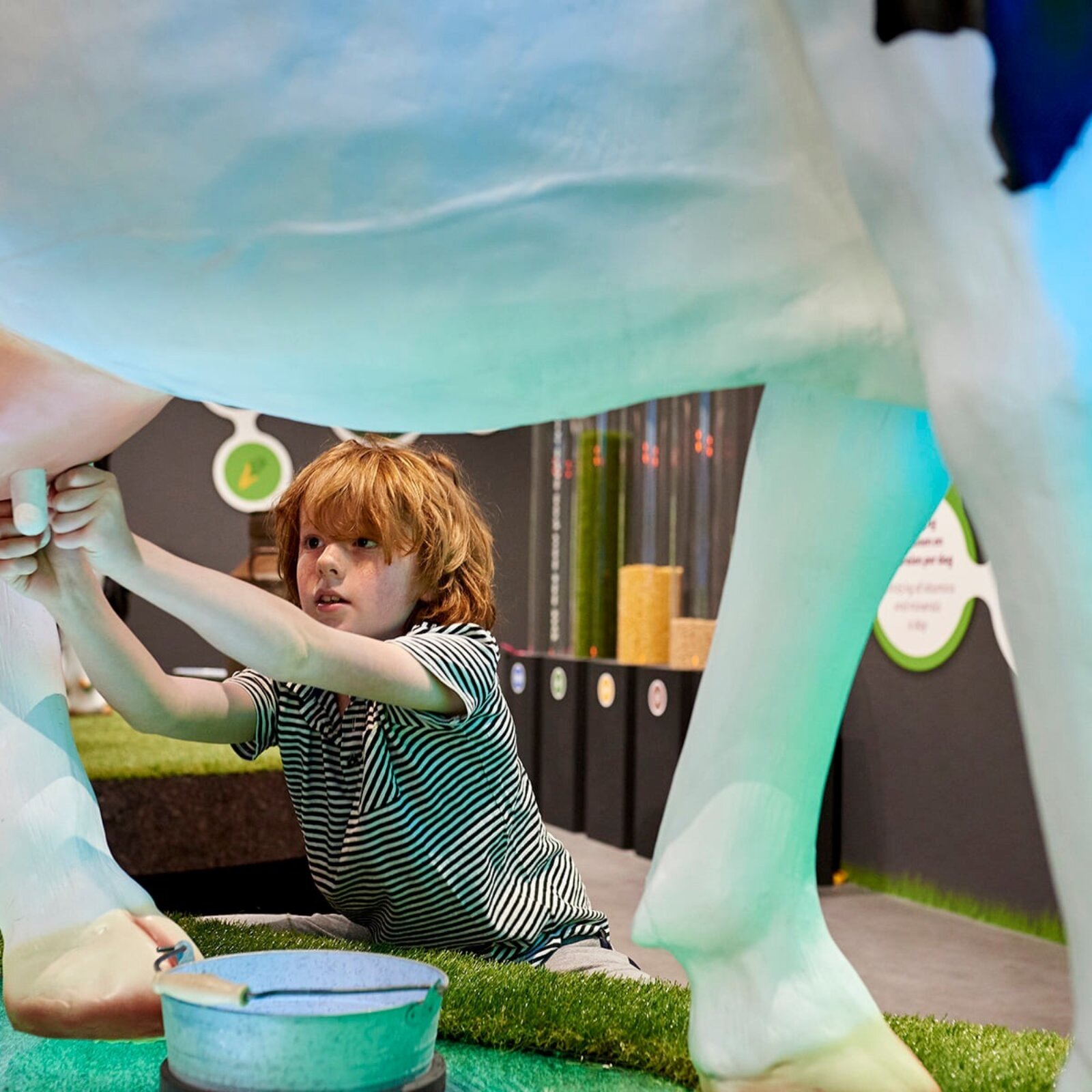 Gouda cheese experience