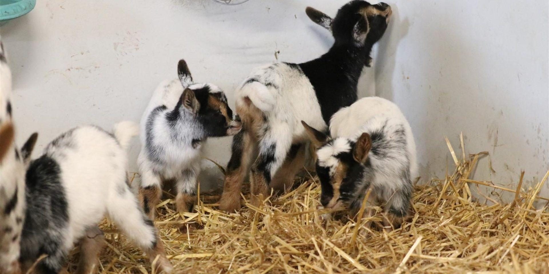 Lentefeest | Kinderboerderij Goudse Hofsteden
