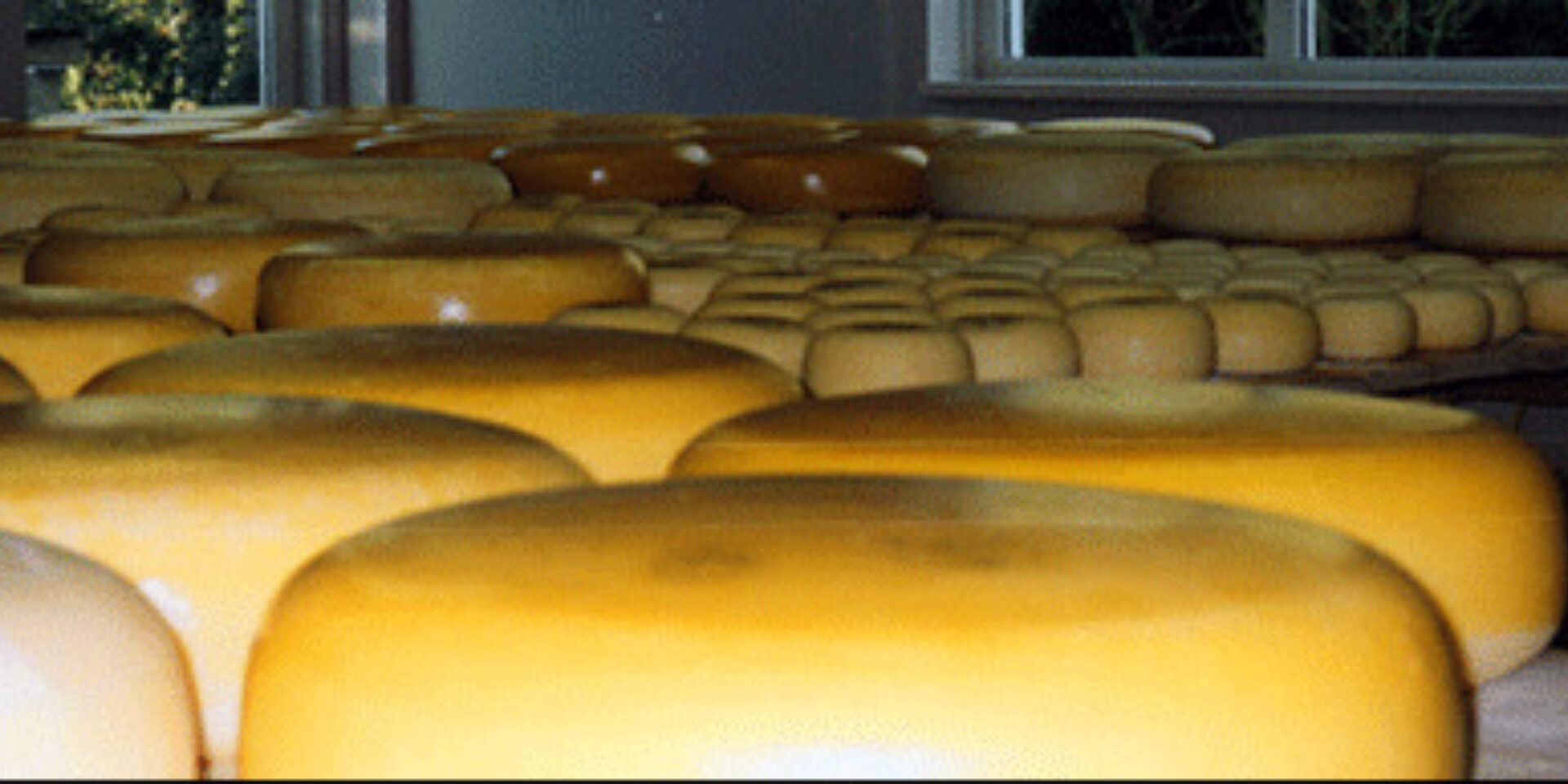 Kaasboerderij Jongenhoeve