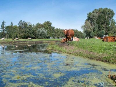 Cheese Valley - ANWB Fietsen