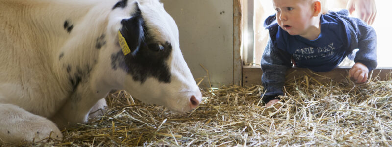 Volop activiteiten bij kinderboerderij de Goudse Hofsteden tijdens de kerstvakantie