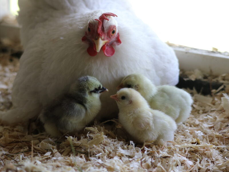 Kinderboerderij De Goudse Hofsteden 3