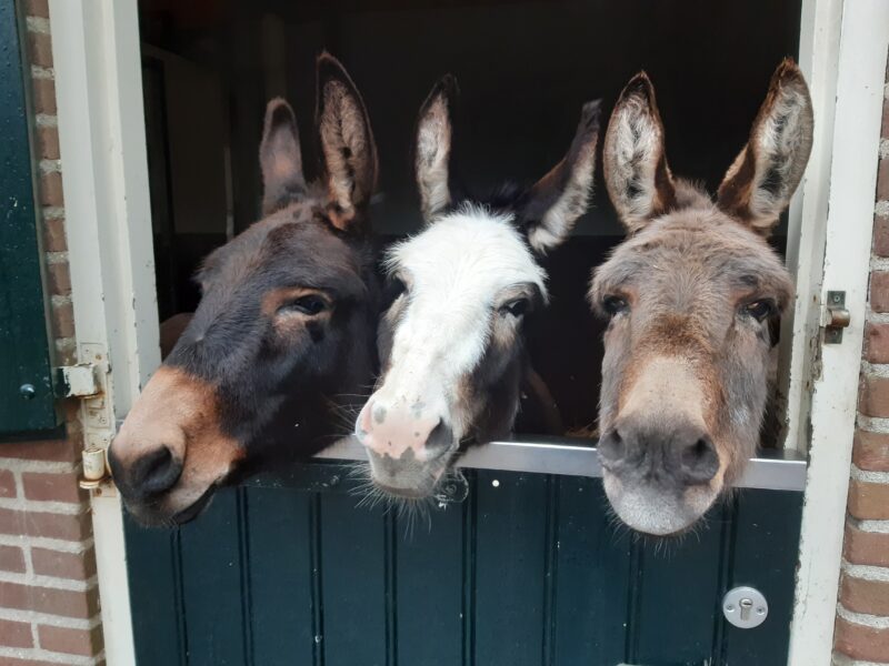 Kinderboerderij De Goudse Hofsteden 2