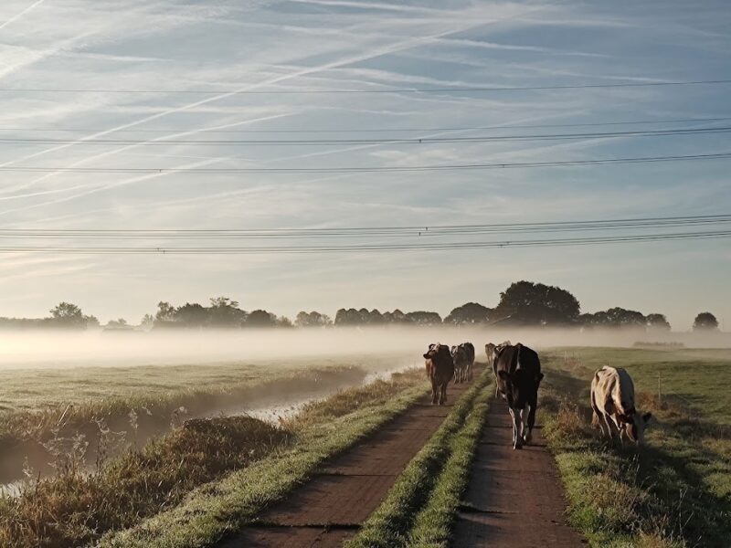Camperplaats Hofstede Kloosterstein (Haastrecht - 4.5km) 1